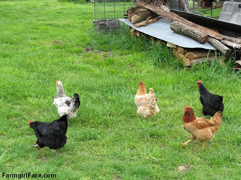 Chicken and egg tales (2) - five happy hens on the run - FarmgirlFare.com