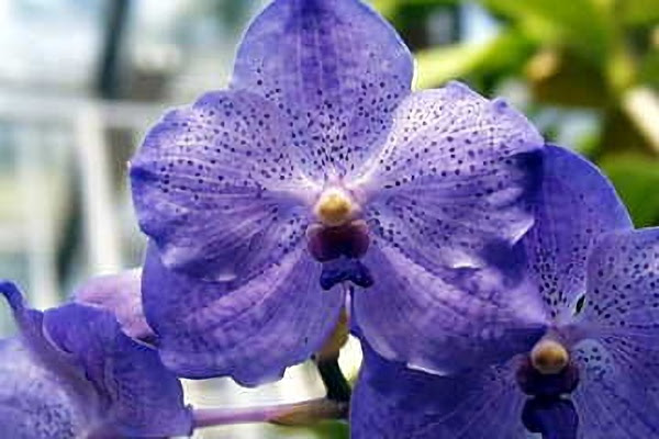 １月１９日 バンダ Vanda ３６６日への旅 誕生花編 今日は誕生花