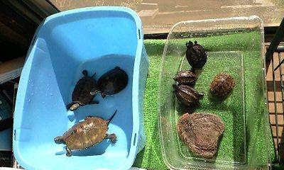 日光浴 東方神起へ想いを 日々思うこと 楽天ブログ