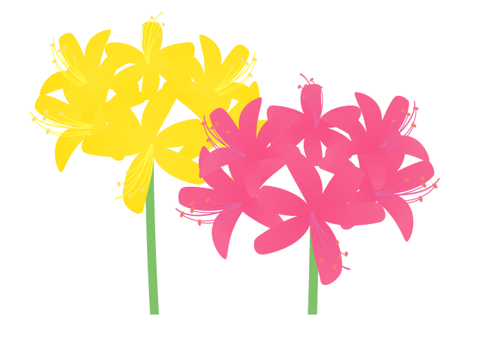 リコリスの花 かわいい無料のフリーイラスト素材集