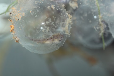 アーカイブ 14年01月 ウーパールーパーの飼育