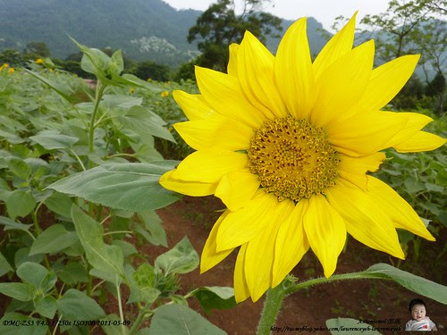 2011 May09 大溪花海農場 pic 22