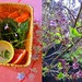 wild samon and arugula bento