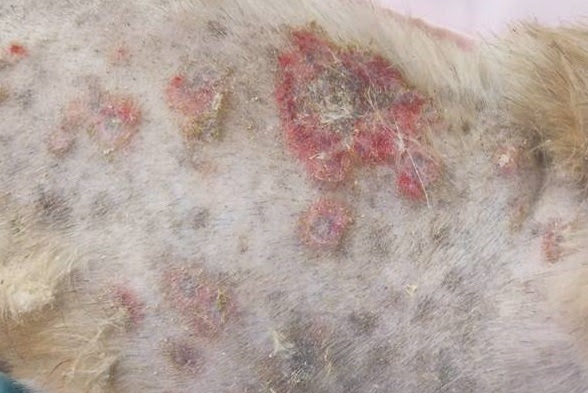 皮膚病治療例 きたむら動物病院