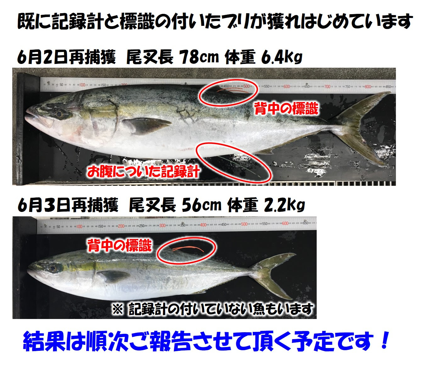 記録計や標識のついたブリを見つけたら ご連絡ください 研究トピックス 研究情報 日本海区水産研究所