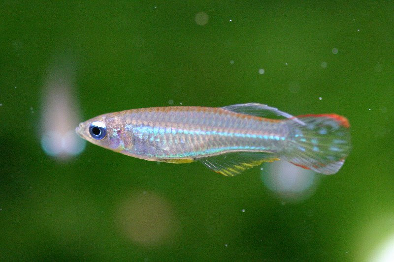 アフリカンランプアイの育て方 熱帯魚工作箱