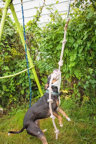 Spring Pole-3510