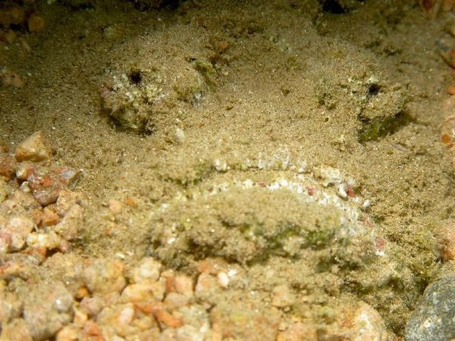 Deadly Stonefish (20 pics)