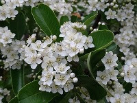 １１月７日の誕生花 ピラカンサの花言葉 美しさはあなたの魅力 赤い実の 燃ゆる想い と 防衛 弥生おばさんのガーデニングノート 花と緑の365日 楽天ブログ