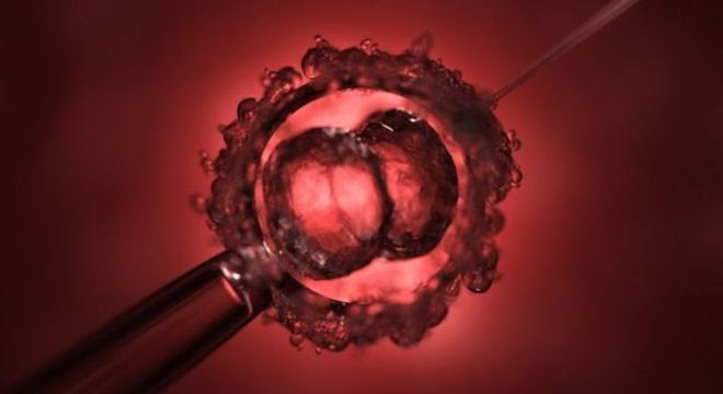 Embrião usado em experiência foi criado artificialmente