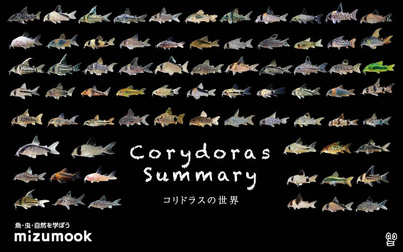コリドラス全71種類をご紹介 飼い方 飼育 大きさ 種類 ミズムック