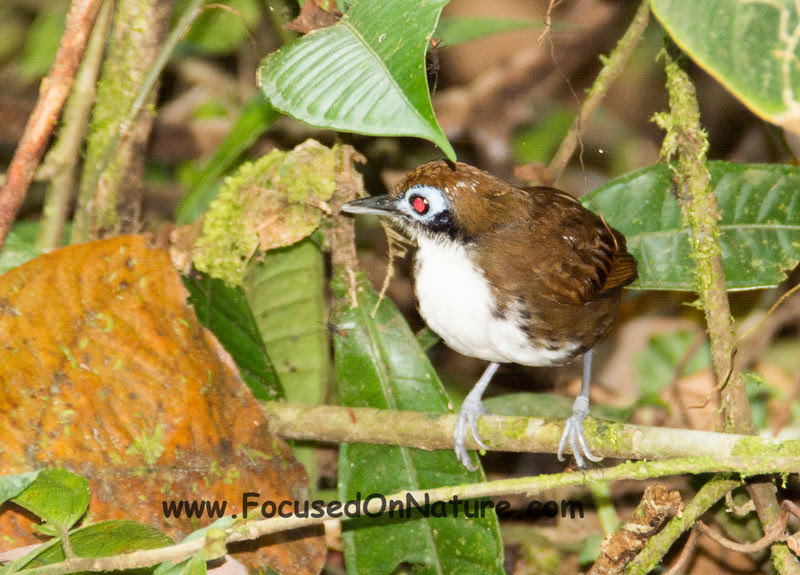 Bicolored Antbird