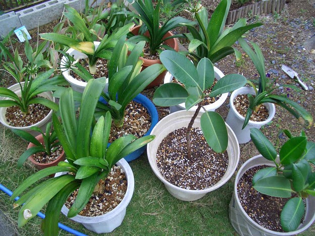 君子蘭の植え替え 写真共有サイト フォト蔵