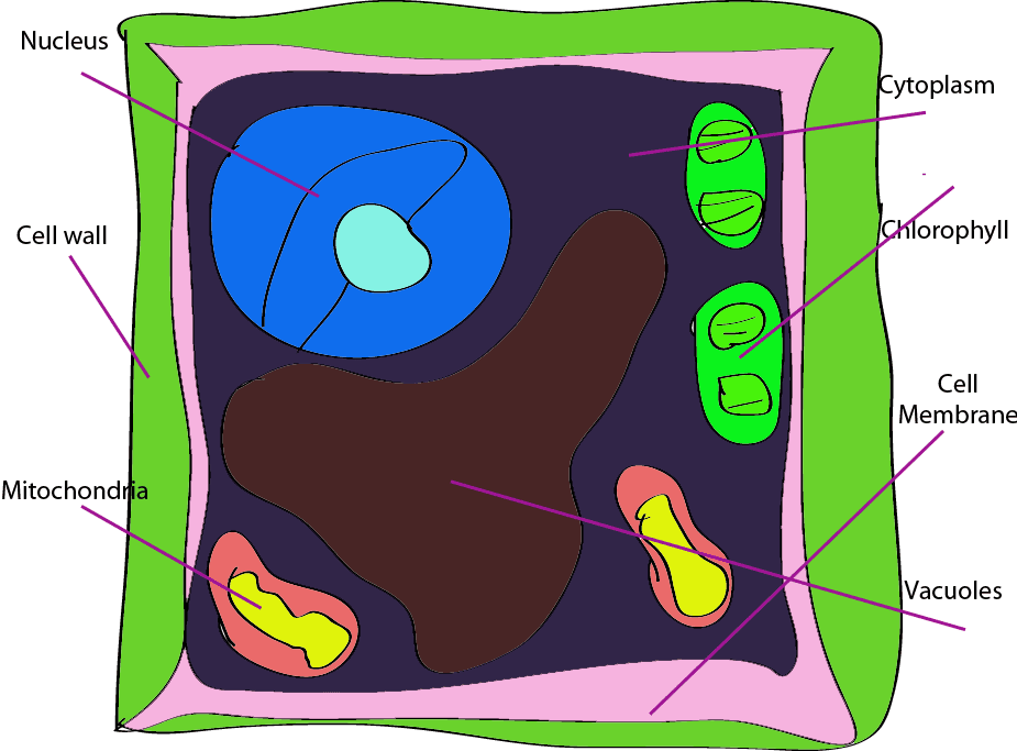 Free Animal Cell Unlabeled, Download Free Animal Cell ...
