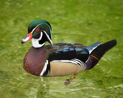 high resolution nature wallpaper. High resolution Nature