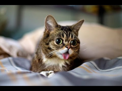funny cat compilation 2016 