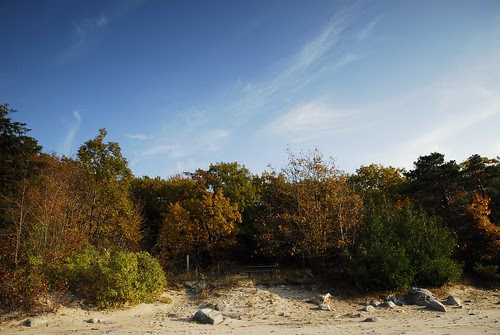 Fall Colours