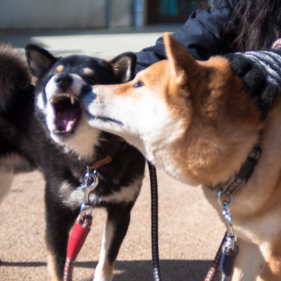 愛犬の犬嫌い どうしたら克服できる 犬の総合情報サイト ペットスマイルニュースforワンちゃん