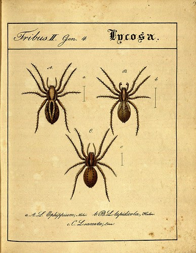 Lycosa