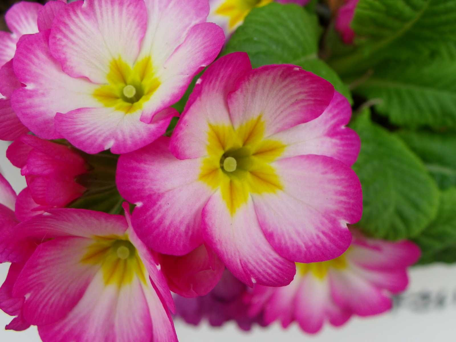 ポリアンサとジュリアンの違いも解説 プリムラ ポリアンサ プリムラ ジュリアン の育て方 タガラブログ