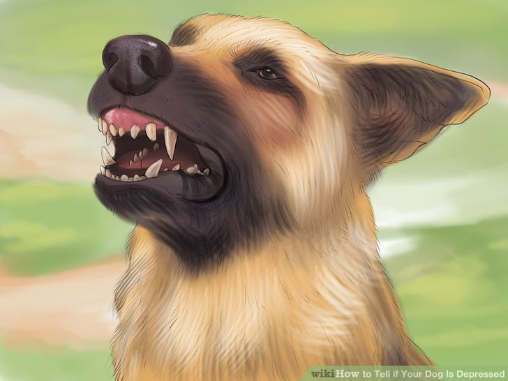Tell if Your Dog Is Depressed Step 7 Version 2.jpg