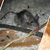 How To Tell If You Have An Animal In Your Wall / Cut shallowly into the drywall to avoid cutting into the electrical wires.