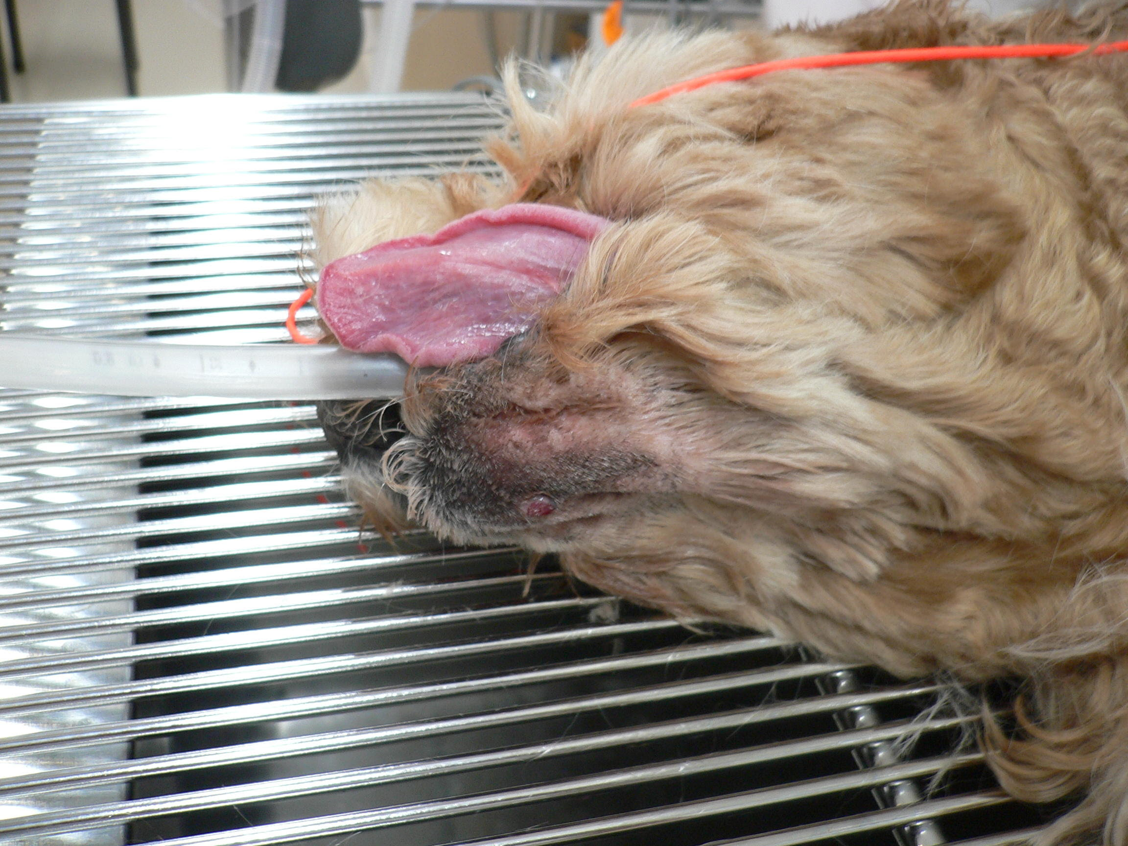 皮膚にできたイボから出血が という例 形質細胞腫 院長ブログ うぇる動物病院 町田市本町田の動物病院 犬猫の予防接種 夜間診療 ペットホテル