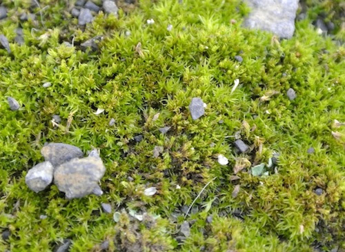 冬枯れしない植物 苔 コケ を観察してみよう 森ノオト