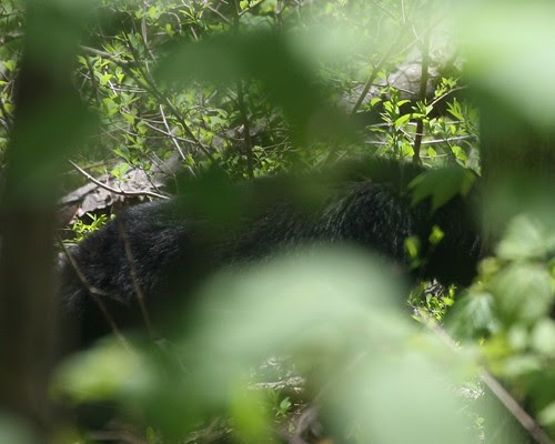 American Black Bear