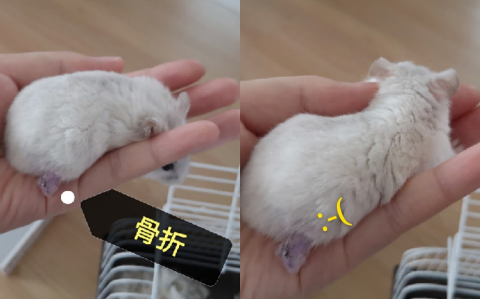 仓鼠 求助 仓鼠骨折了怎么办 哔哩哔哩 つロ干杯 Bilibili