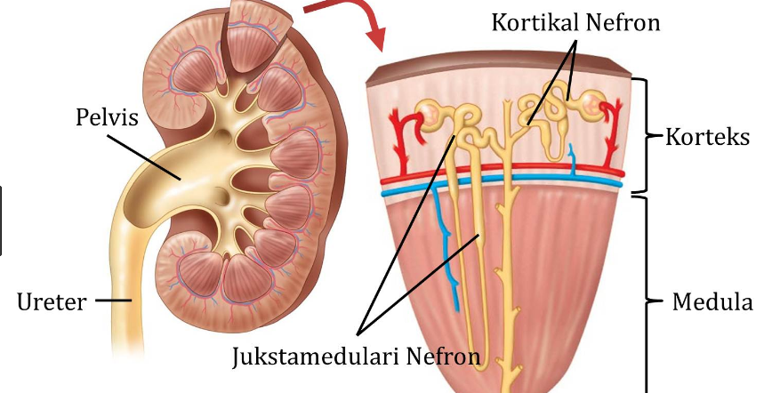 Download 770 Koleksi Gambar Ginjal Sepasang Paling Baru Gratis HD
