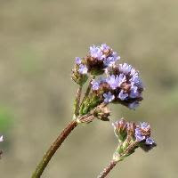 はなq 花の色から検索 夏に咲く紫色の花を写真で探す草花 樹木の図鑑