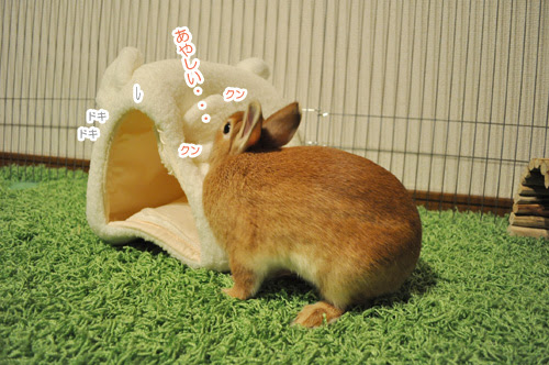 ポポとうさぎベッド ぽてぽて日記