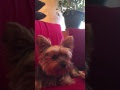 Les 100+ meilleures comment enlever les poils de chat sur une  couette 216837-Comment enlever des poils de chat sur une housse  de couette