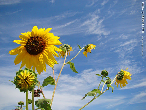 Sunflowers, 4 Sept 2012 by photography.by.ROEVER