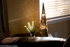 Rosemary setup  Photography Available Light
