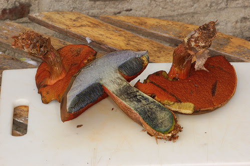 boletus luridus