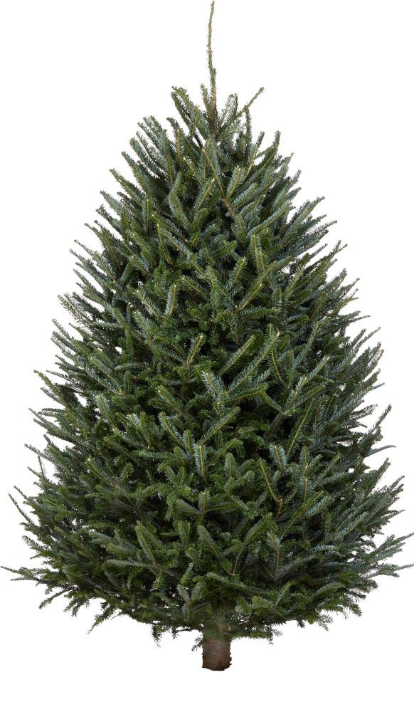 3-5-Ft Fraser Fir Real Christmas Tree In The Fresh Christmas Trees Department At Lowes.com