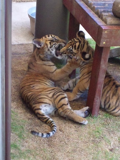 トラの赤ちゃん可愛い 写真共有サイト フォト蔵