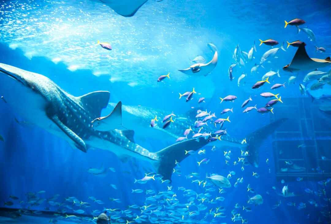 一眼レフ 水族館での写真撮影が上手くなる5つのコツ 撮影テクニック