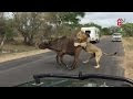 Lions Attack Buffalo Meters From Tourists