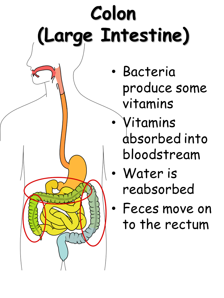 Digestive System - Presentation Biology