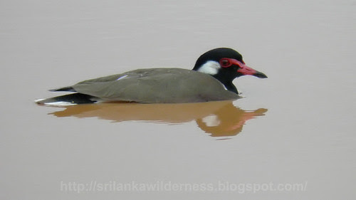 Red-wattled Lapwing /Vanellus indicus/කිරළා