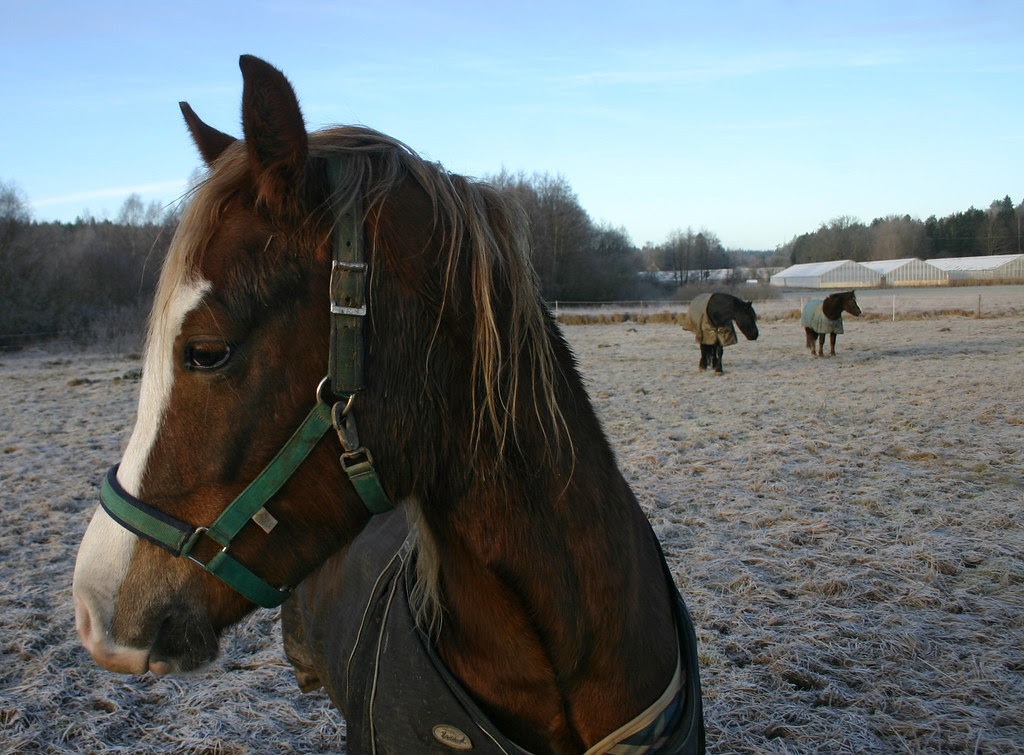 Disappointed Horse