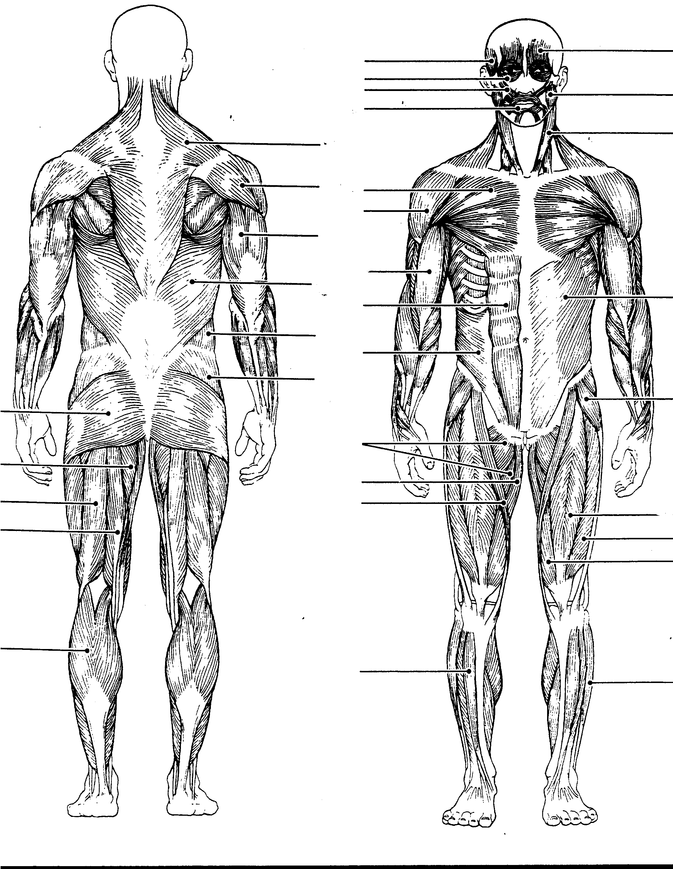 Free Blank Body, Download Free Clip Art, Free Clip Art on ...