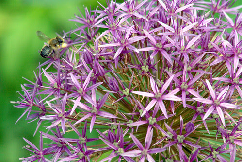 flor de allium
