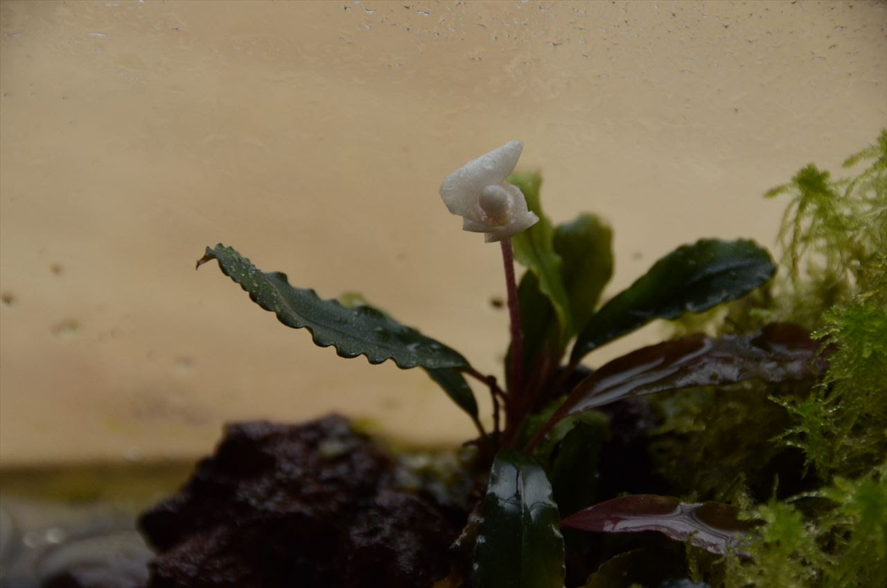 ブセファランドラの花とプラケ植え Coyo