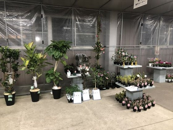 11月17日 火 のイベントの様子です イベント情報 イベント情報 九州 福岡の花市場 花の仕入れ 取引なら九州日観植物