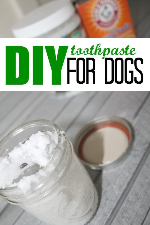 DIY Toothpaste for Dogs!