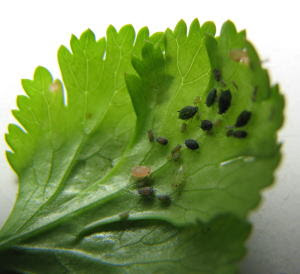 ワタアブラムシ ハーブの害虫